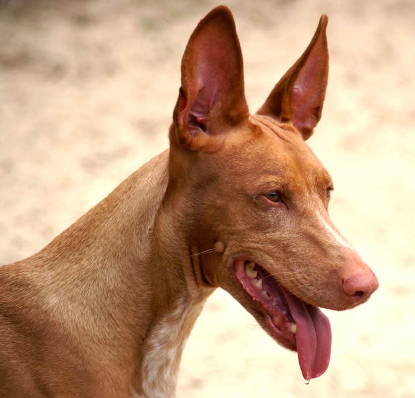 Pharaoh Hound Smile