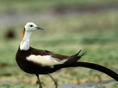 Pheasant-tailed Jacana Picture