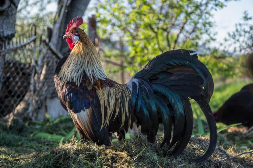 Phoenix Chicken