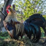 Phoenix chicken