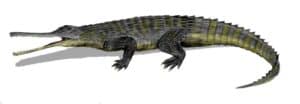 Rutiodon carolinensis, a phytosaur