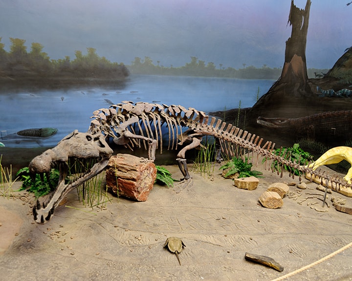 Phytosaur fossil