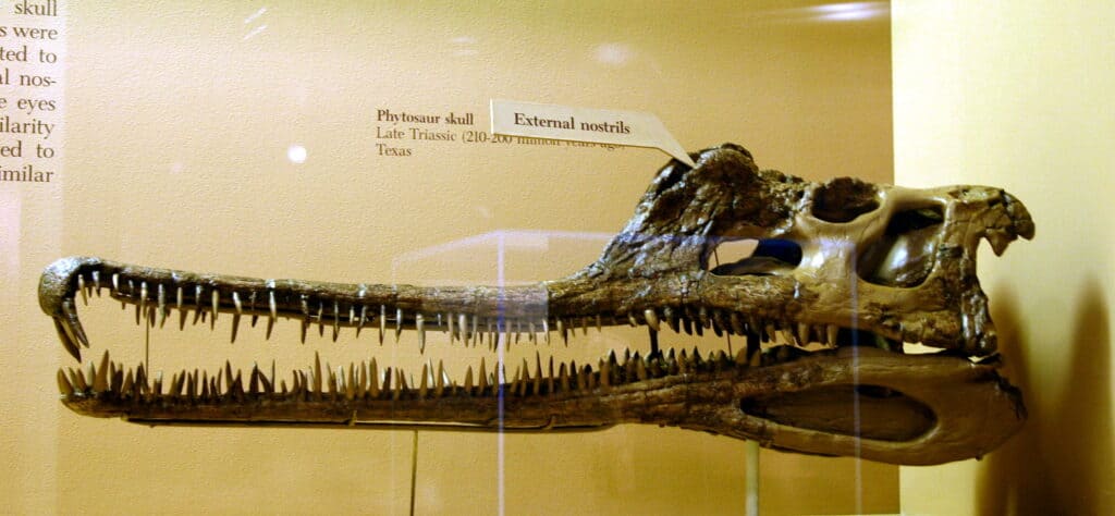 Phytosaur skull