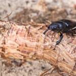 Mountain pine beetle