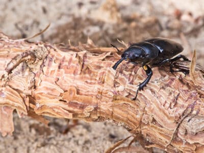 A Pine Beetle