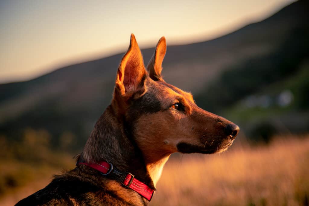 Podenco Canario in a Field