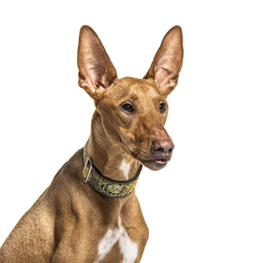 Podenco Canario Close-Up