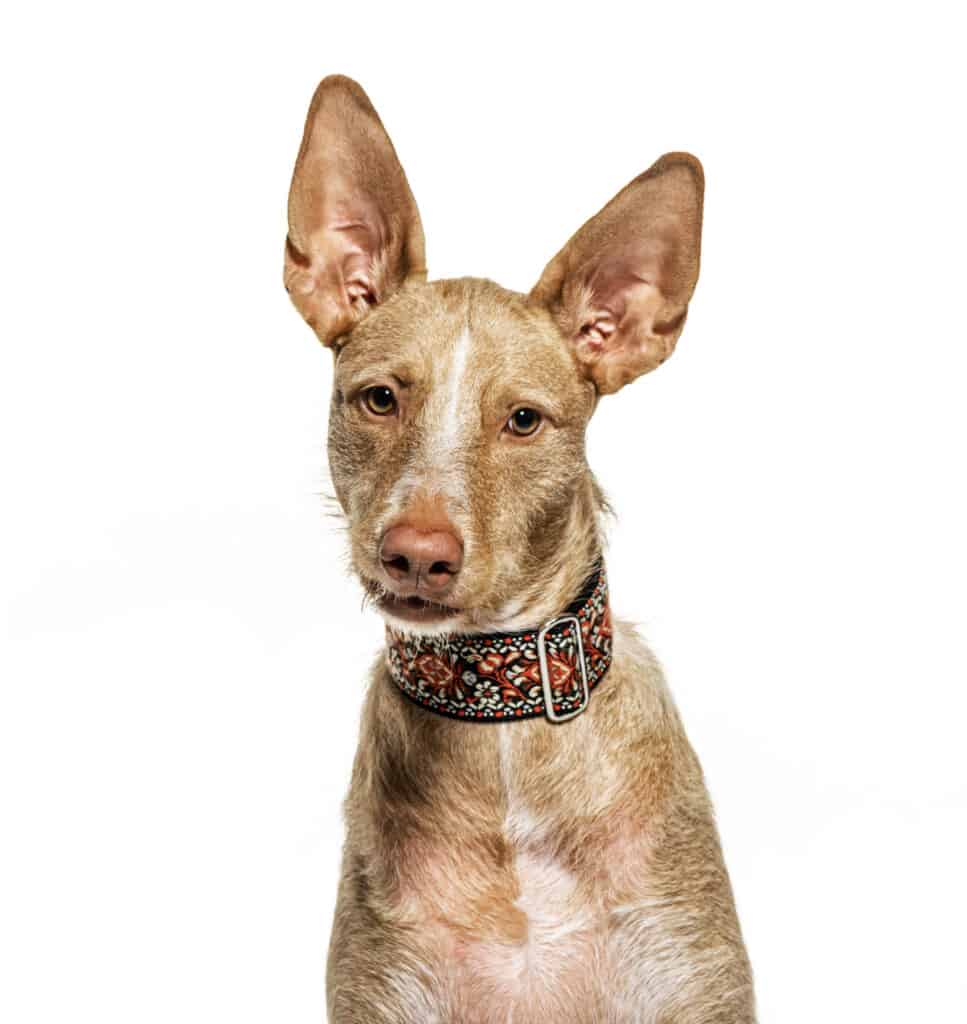 A headshot of a Podenco Canario.