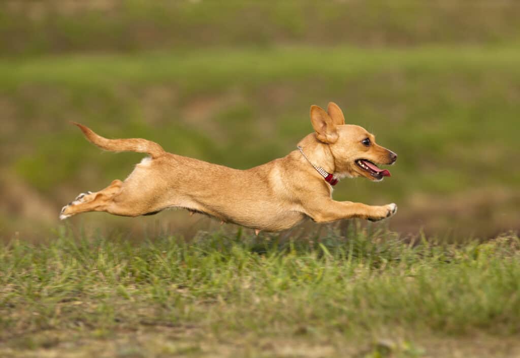 Portuguese Podengo dog