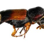 Powderpost beetles