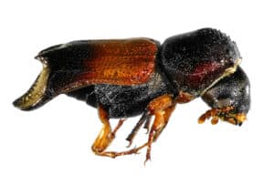 Powderpost beetle