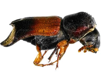A Powderpost Beetle