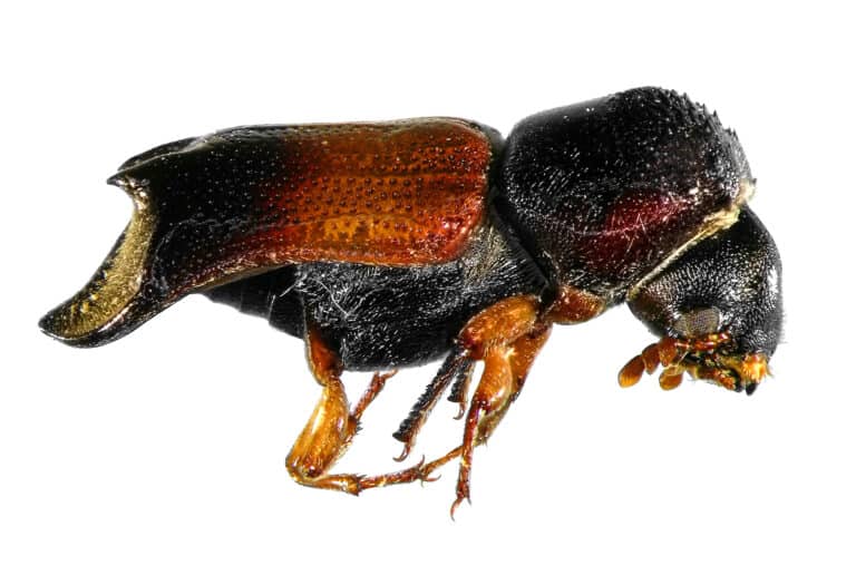 Powderpost beetle