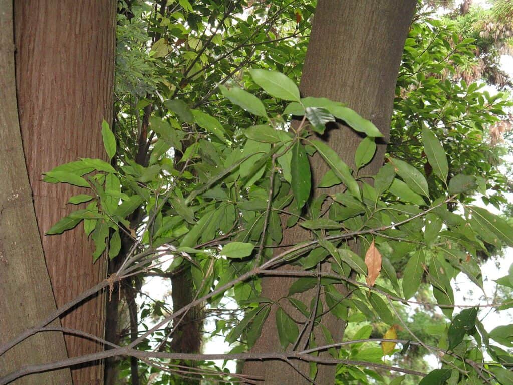 Japanese Evergreen Oak