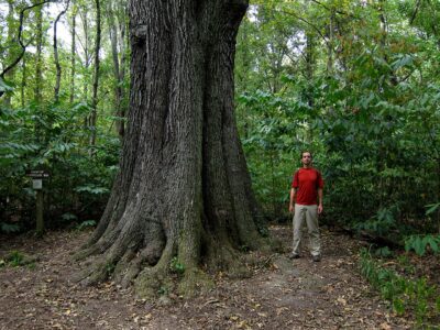 A 12 Incredible Trees Native to Illinois