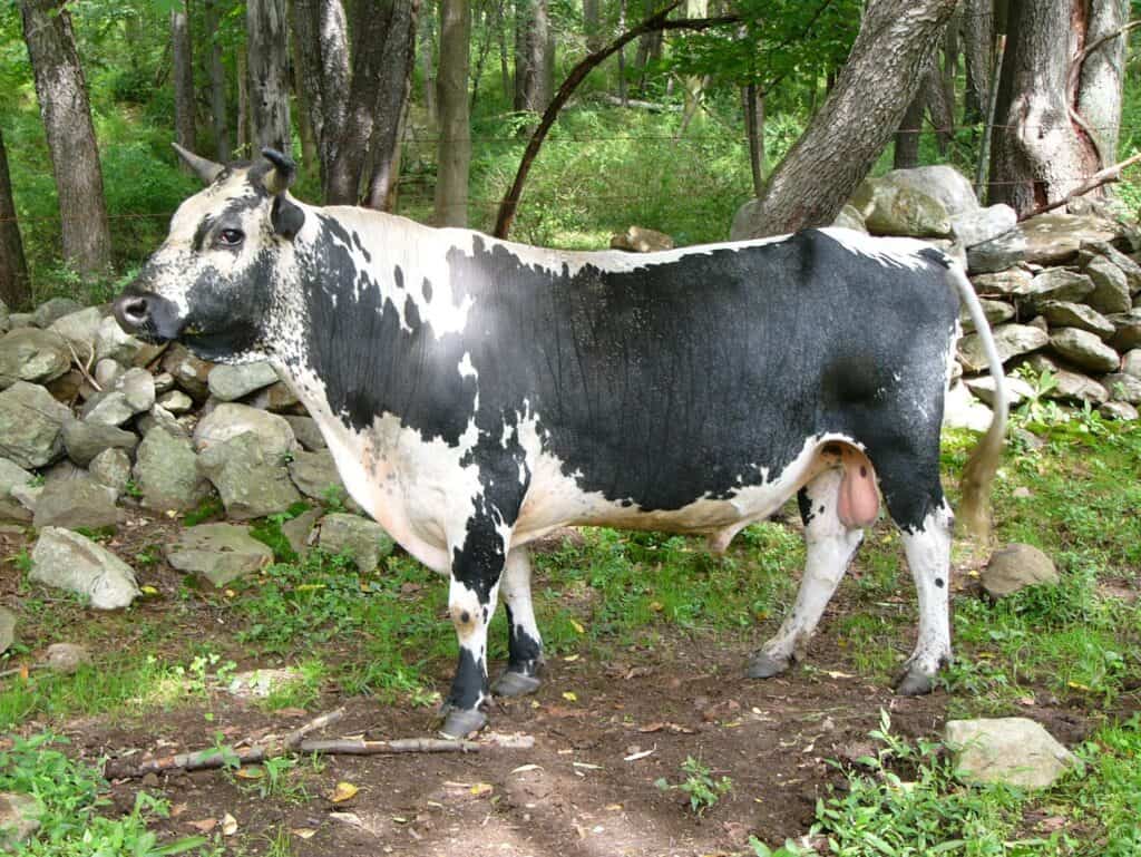 line back cattle with distinct patterns