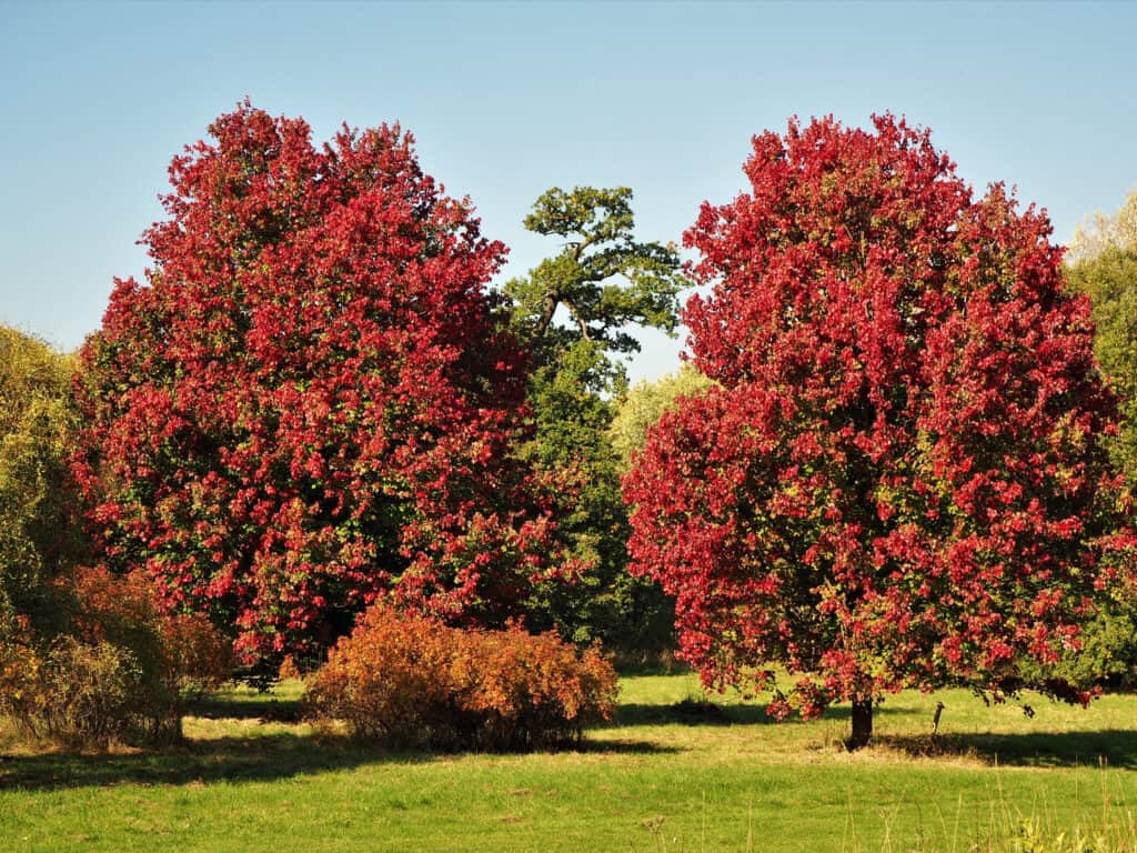 Deux érables Acer rubrum 'October Glory' avec un beau feuillage d'automne rouge dans un parc
