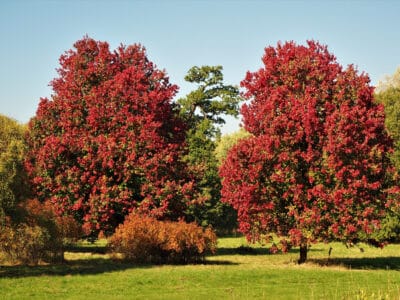 A 22 Amazing Trees that Grow and Thrive in the Shade