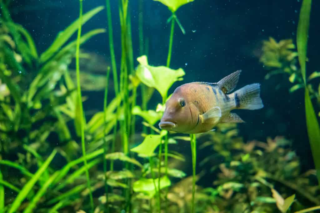 Redhump Eartheater fish