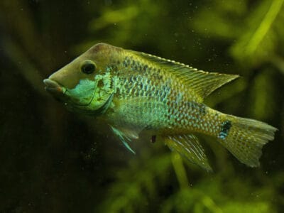 A Geophagus steindachneri