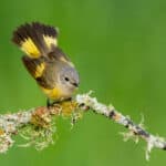 Redstarts