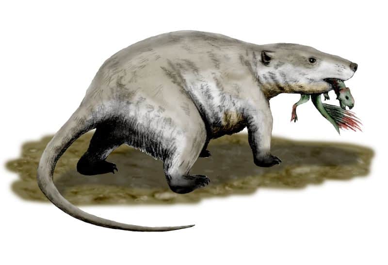 11 Ancient Mammals that Lived Alongside Dinosaurs - A-Z Animals