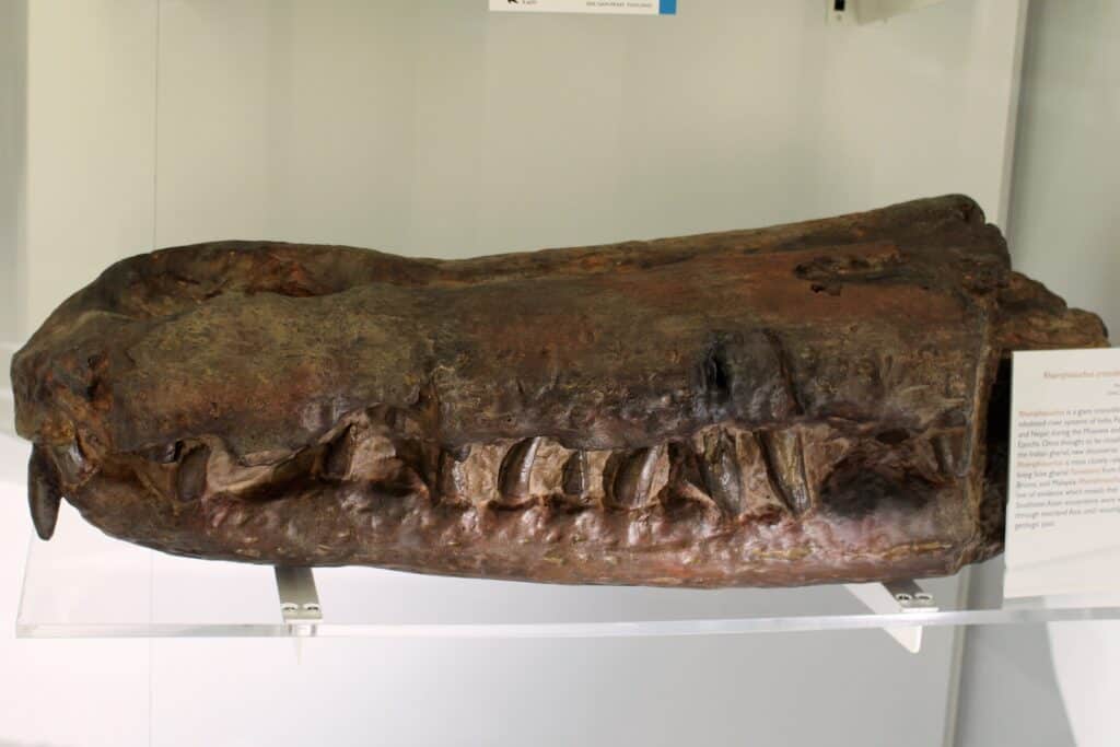Rhamphosuchus crassidens skull at the Cambridge University Museum of Zoology, England.