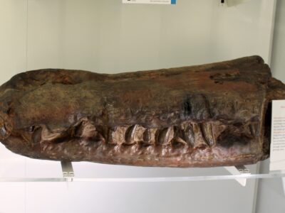 A Rhamphosuchus