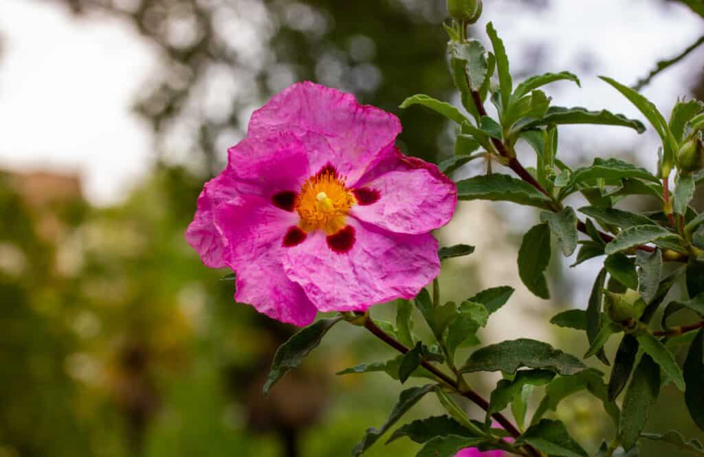 Bright pink rock-rose flower in a spring botanical garden. Cistus creticus is a species of shrubby plant in the family Cistaceae. A species of shrubby plant widespread in the Eastern Mediterranean.