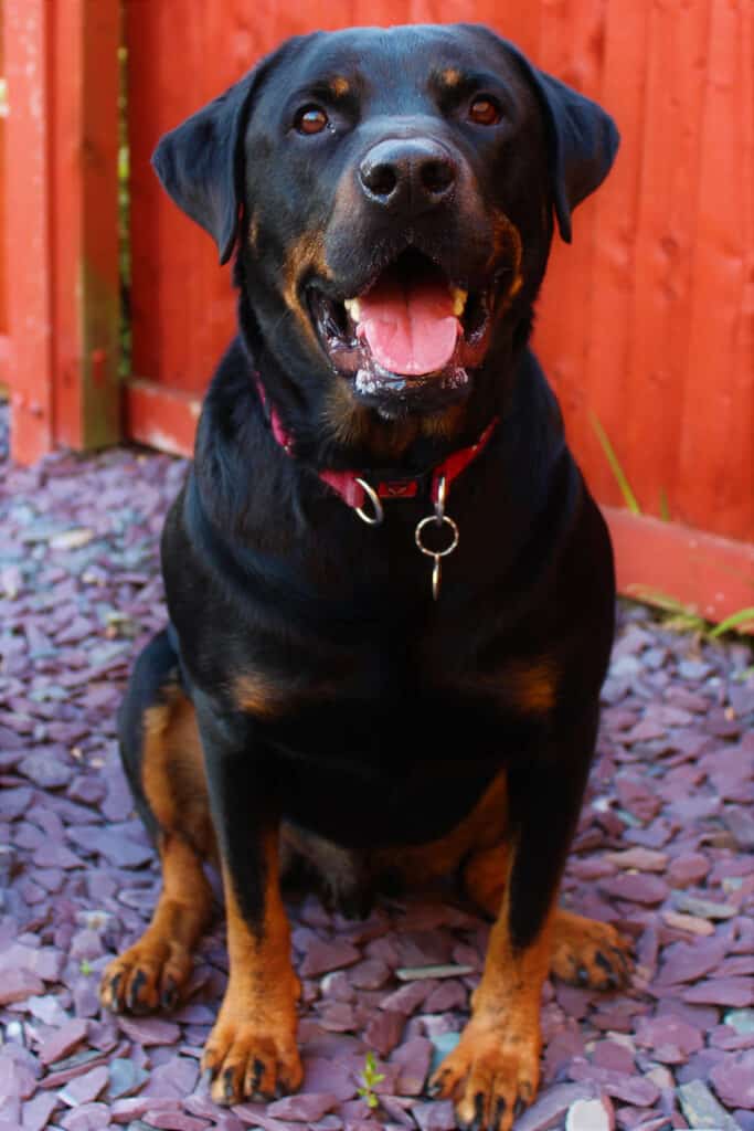 Doberman and store rottweiler mix breed