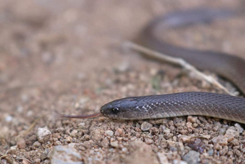 Rough Earth Snake (Haldea striatula) Harmless North American Snake