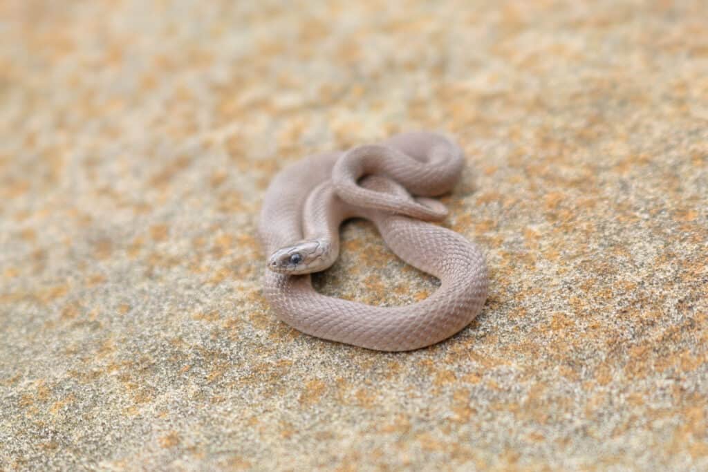 Rough Earth Snake (Haldea striatula) Harmless North American Snake