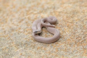 Discover 11 Brown Snakes Slithering Across Alabama (4 Are Venomous) Picture