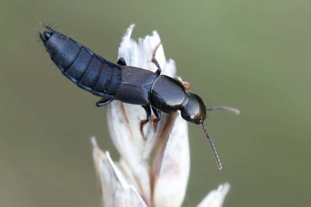 Black earwig best sale