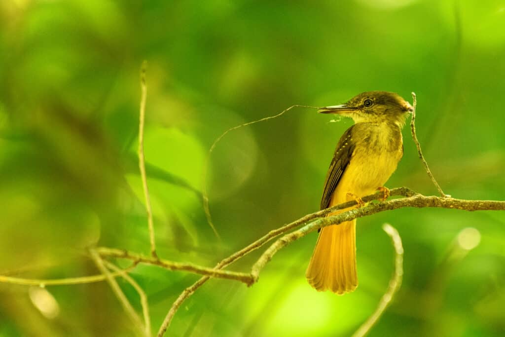 Royal Flycatcher - Building a Nest