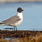 Sabine's gull