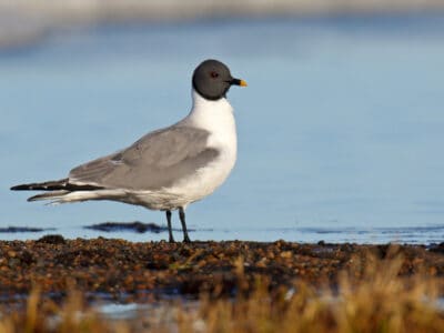 Xeme (Sabine’s Gull) Picture