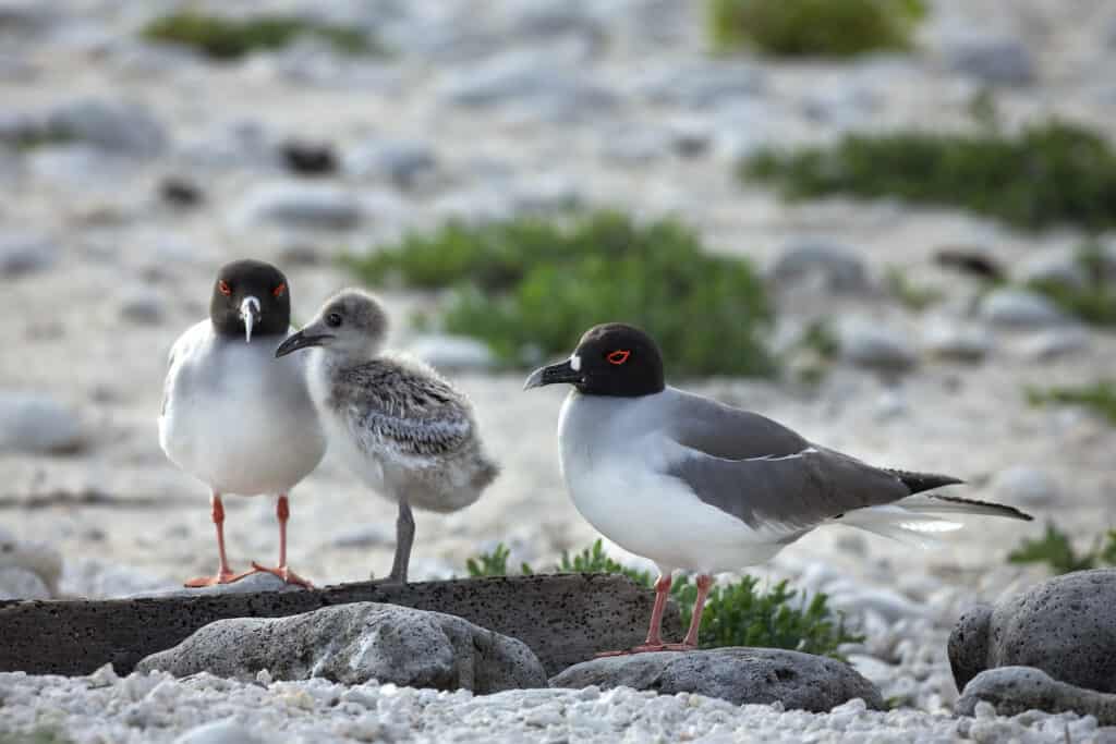 Sabine's Gull