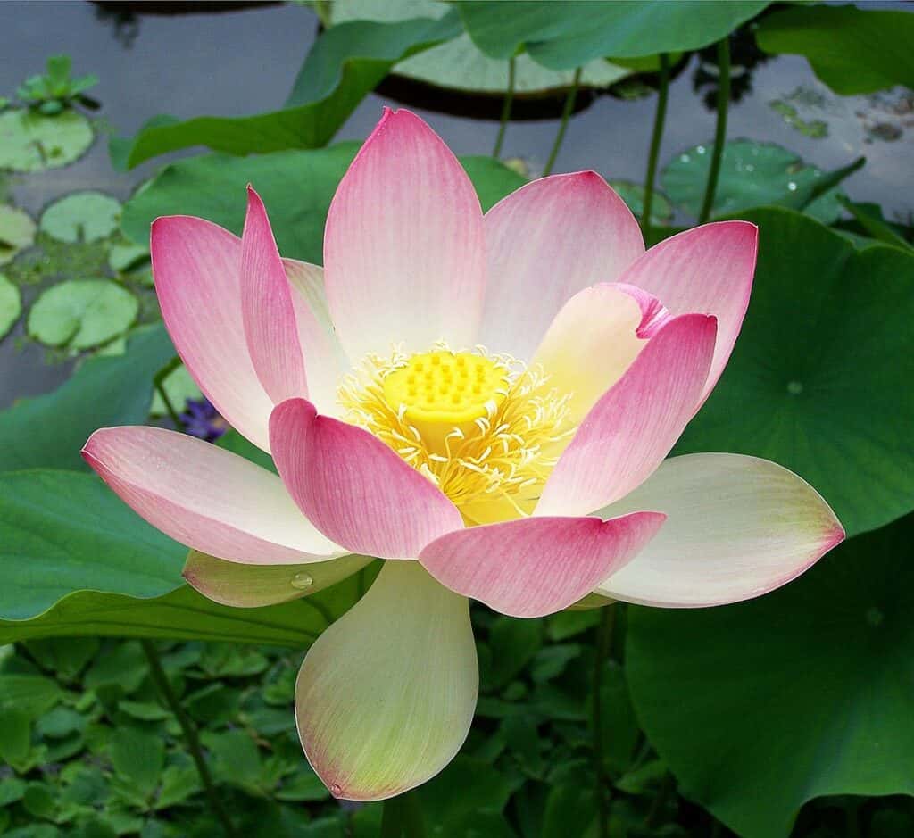Sacred lotus Nelumbo nucifera