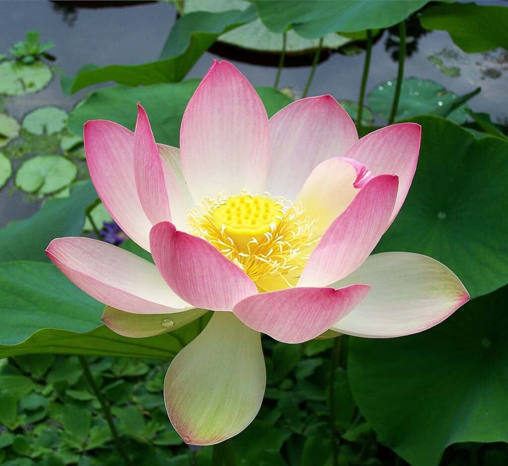 Discover The National Flower Of India Lotus A Z Animals