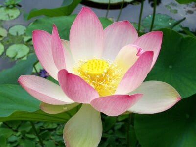 A Discover the National Flower of India: Lotus