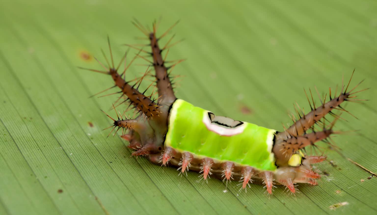 22 Caterpillars Found in Virginia (7 Are Venomous or Poisonous) AZ