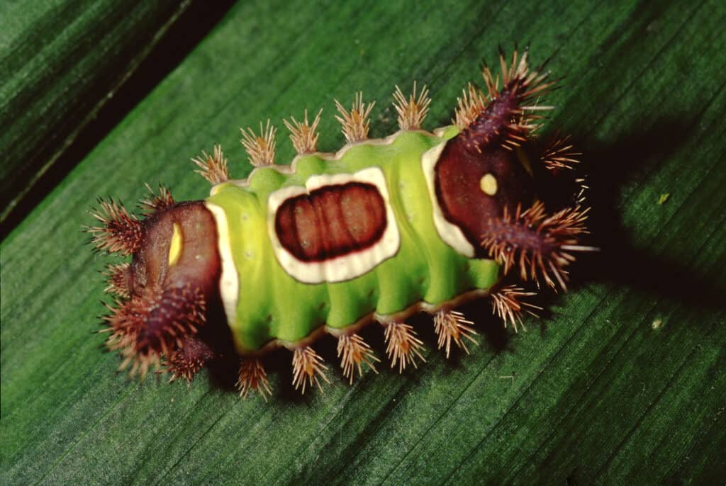 10 Caterpillars Found in Ohio (4 Are Poisonous) AZ Animals