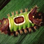 Saddleback caterpillar
