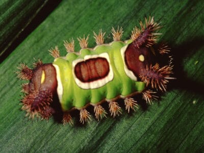 A Saddleback Caterpillar