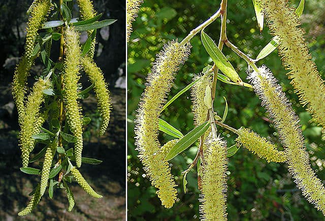 Different types of willow trees - salix humboldtiana which is also known as the Humboldt's willow