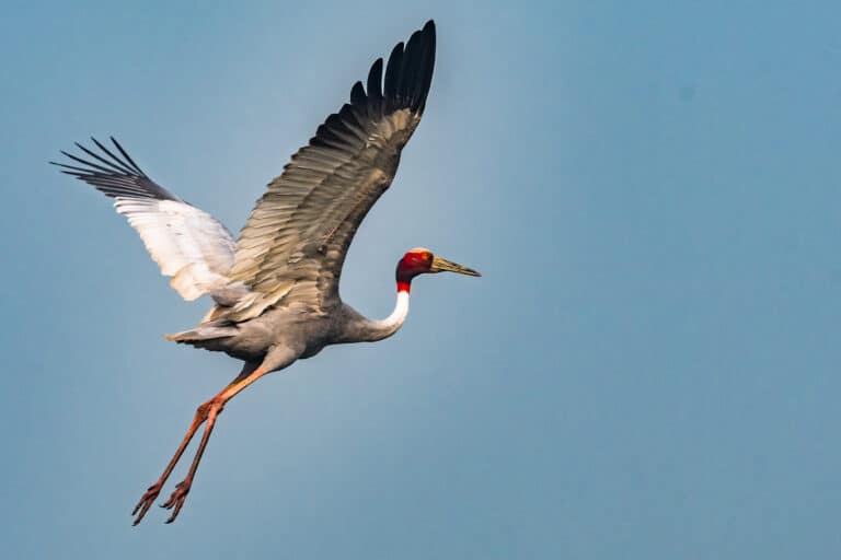 Sarus crane