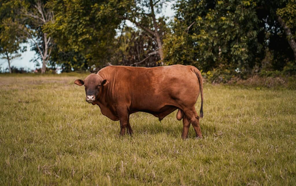 Senepol Bull Posing for the Camera