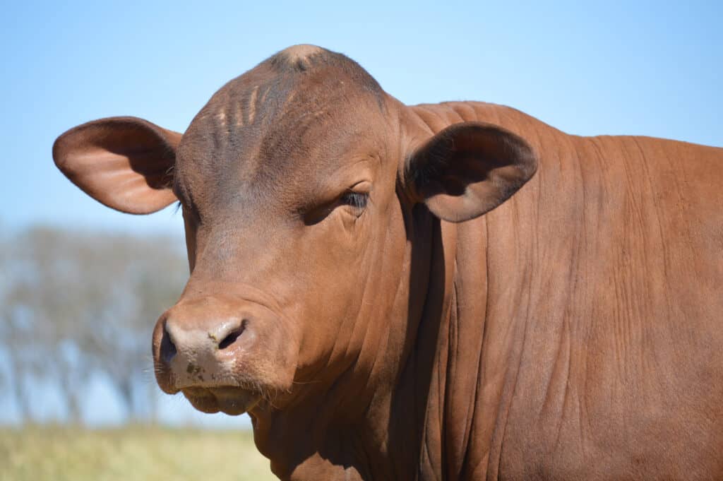 Senepol breed cattle (Bos Taurus)