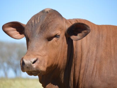 Senepol Cattle Picture